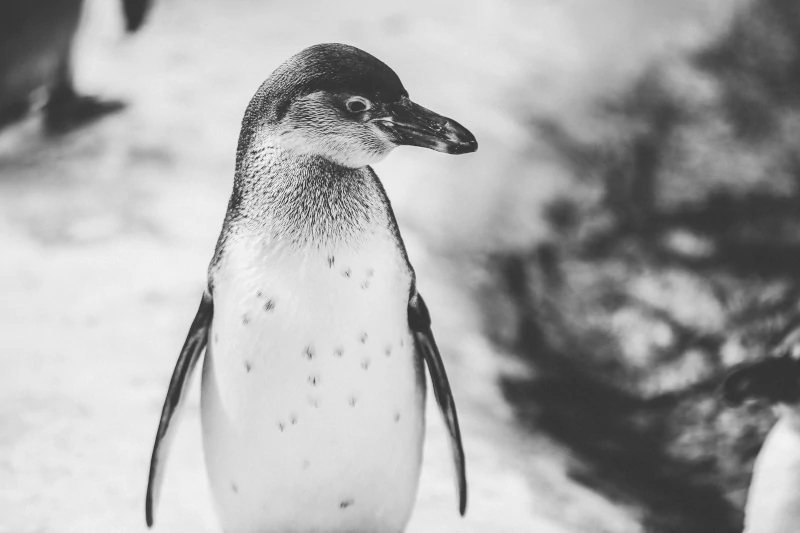 The Fascinating World of Penguins: A Comprehensive Guide